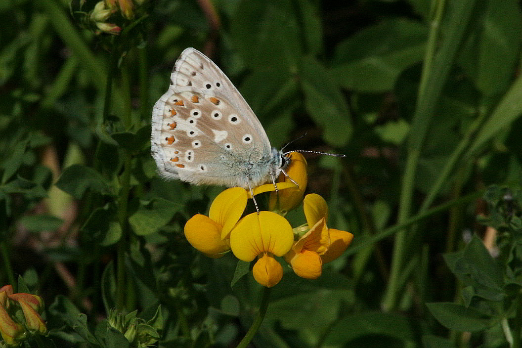 Polyommatus bellargus? - No, Polyommatus (Lysandra) coridon